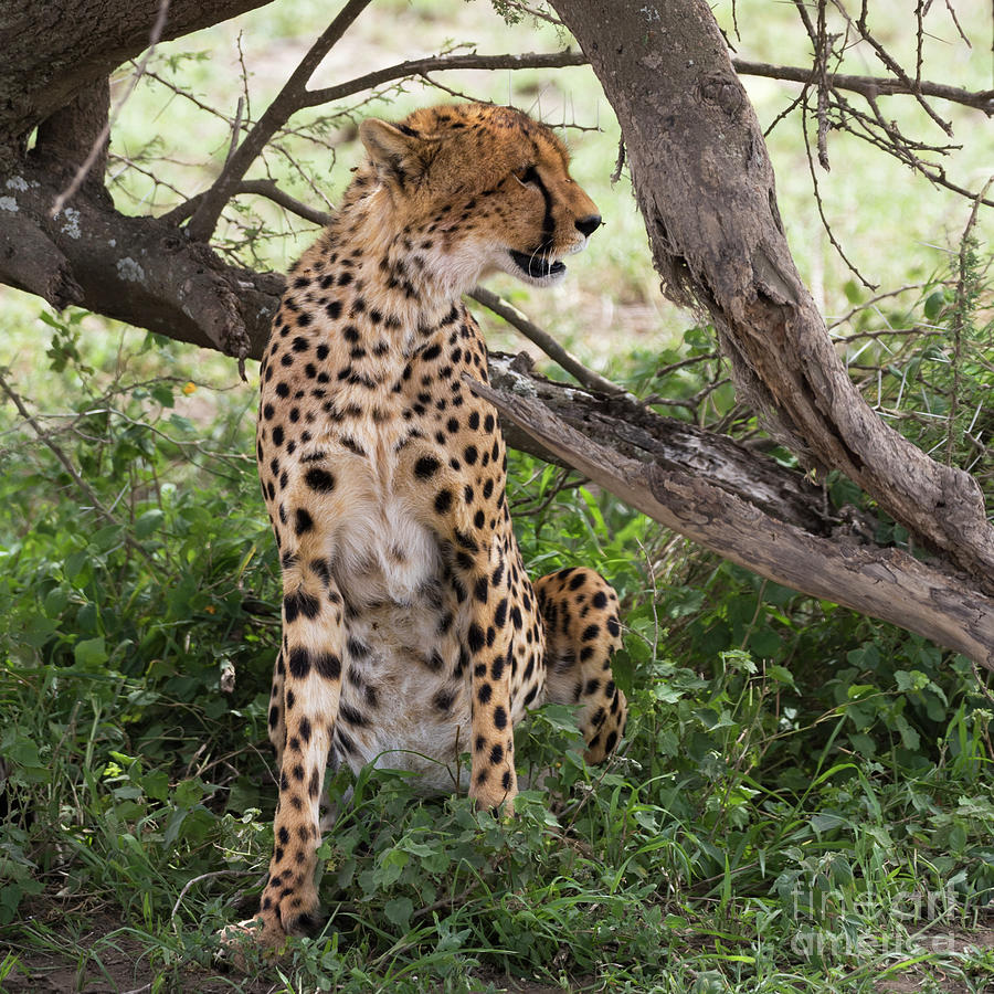 Female cheetah under a tree in Serengeti region Photograph by RicardMN Photography