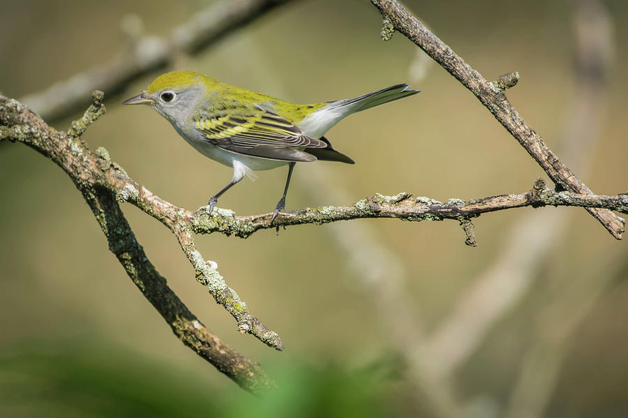 Female Chestnut-sided Warbler Photograph by Bruce Pritchett