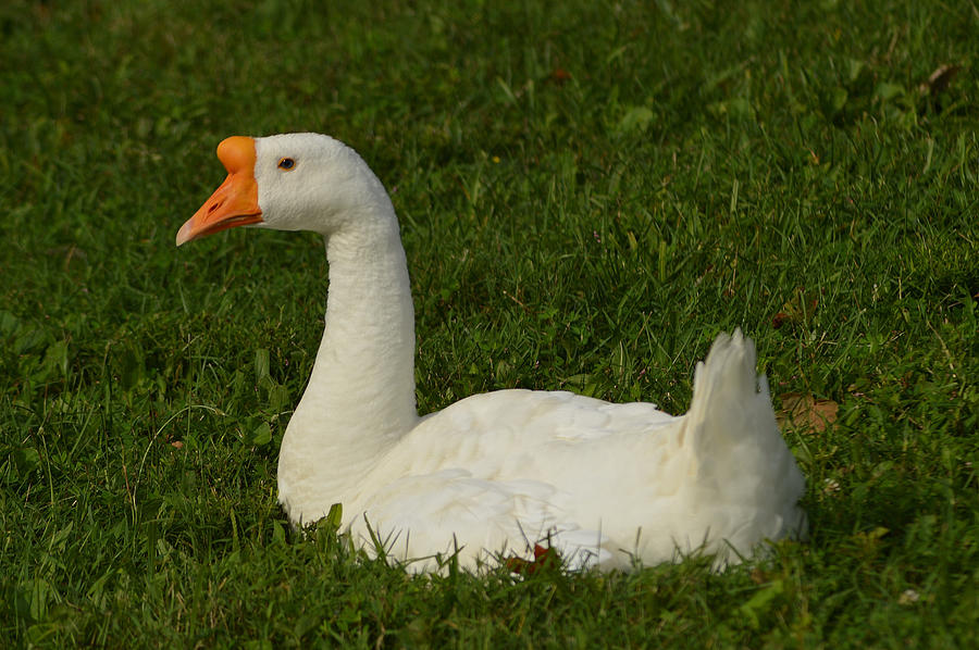 Female Chinese Swan Goose Photograph by Belinda Stucki