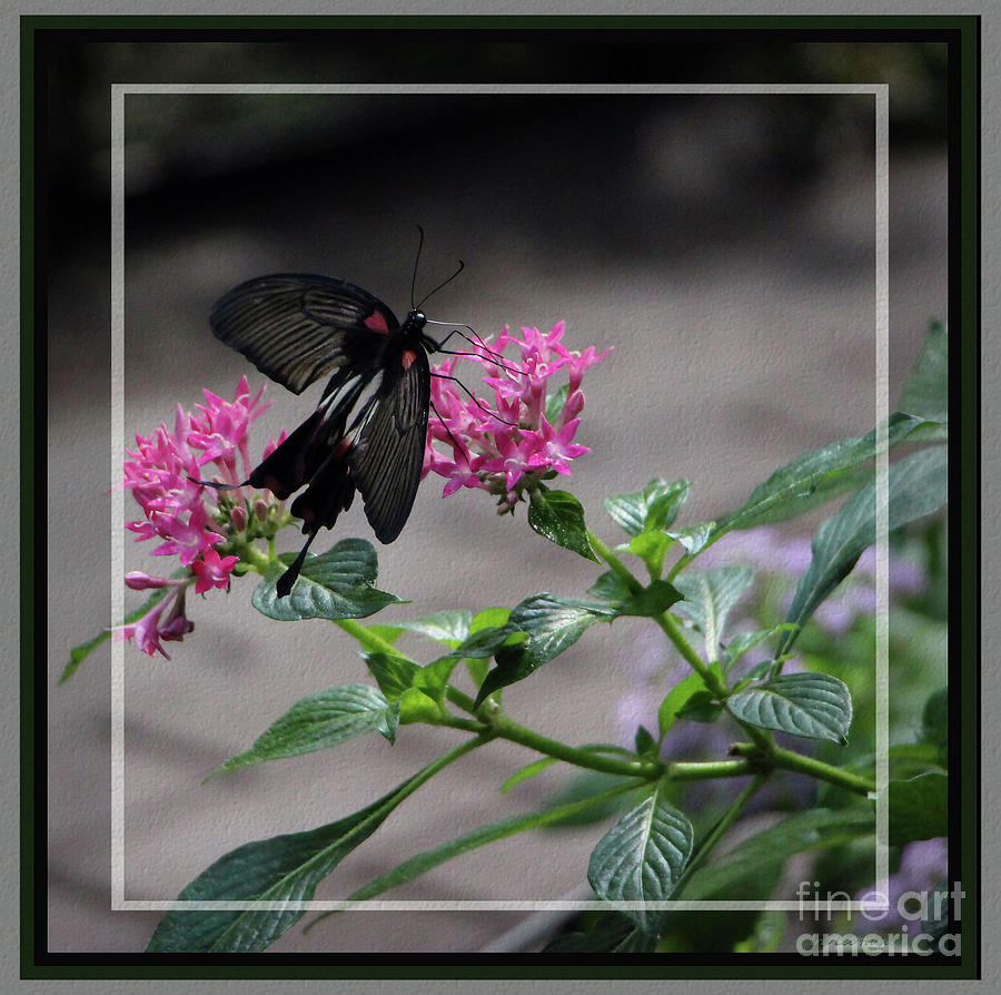 Female Common Mormon Butterfly, Framed Photograph by Sandra Huston