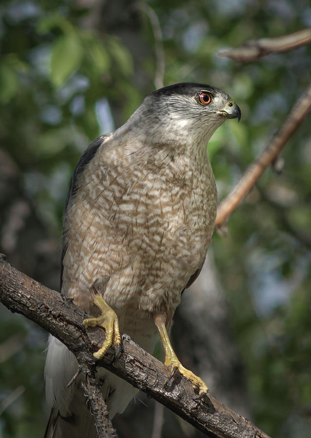 Female Coopers hawk Photograph by Rick Mosher