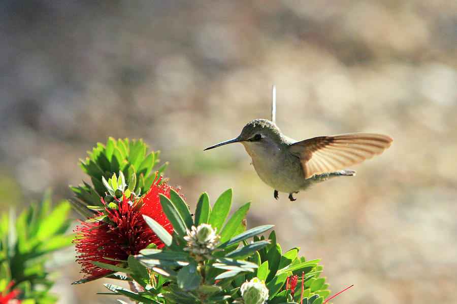 Female Costas Hummingbird Photograph by Shoal Hollingsworth