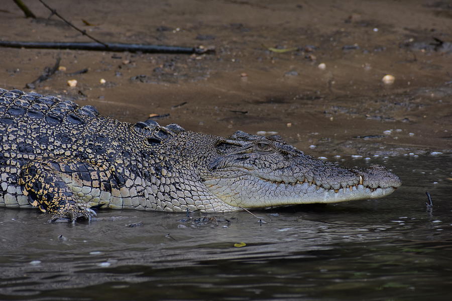 Female Crocodile Photograph By Jordan Glen - Fine Art America