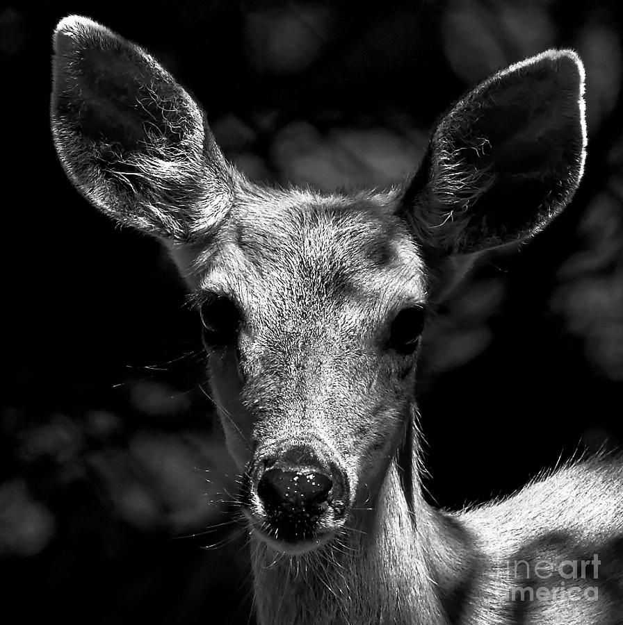 deer photography