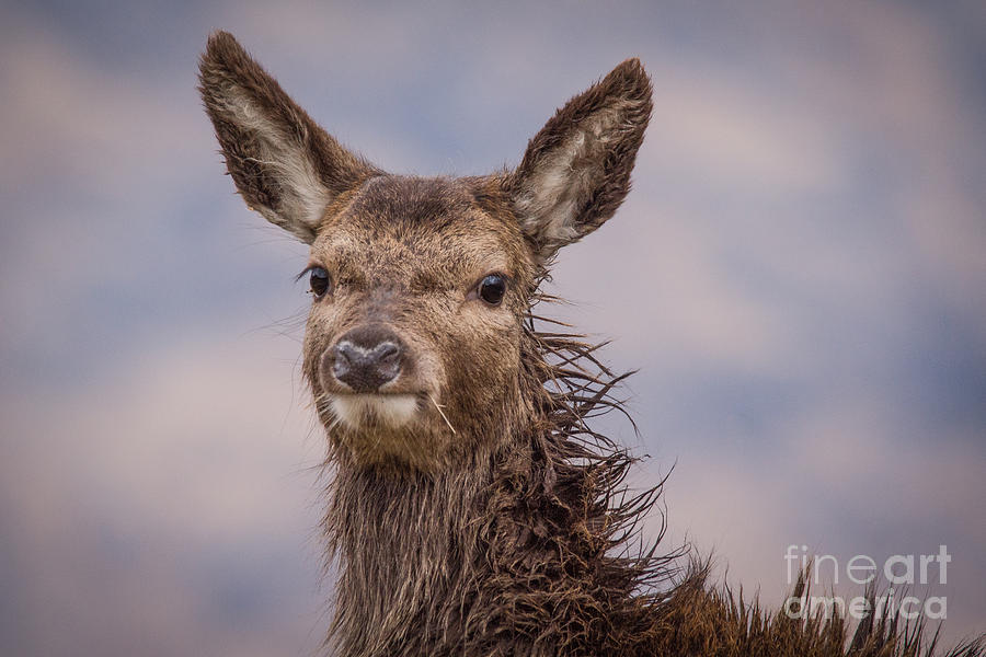 Deer Photograph - Female Deer by Keith Thorburn LRPS EFIAP CPAGB