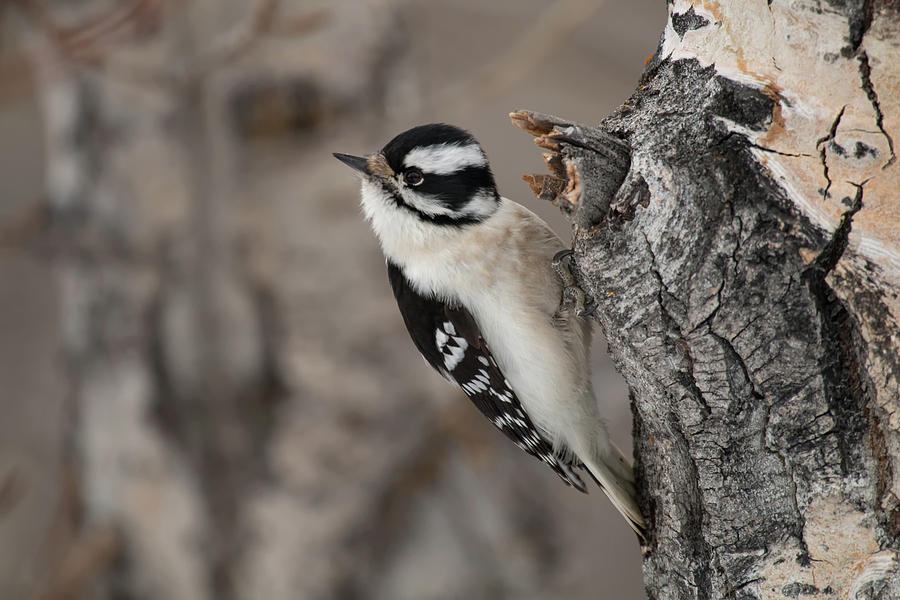 Female Downey Woodpecker Photograph by Celine Pollard