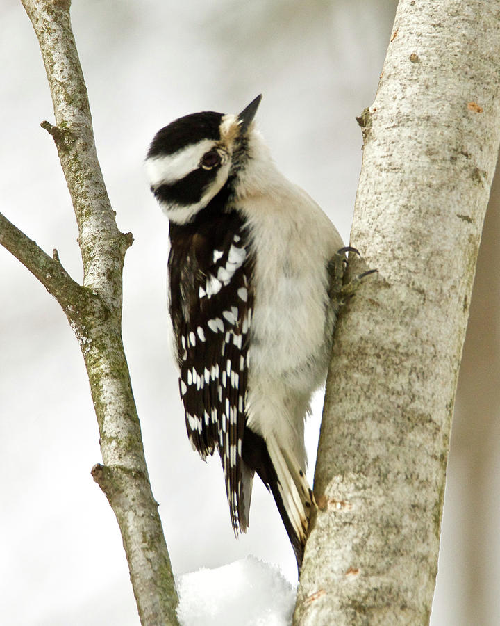 Female Downy Woodpecker 1913 Photograph by Michael Peychich