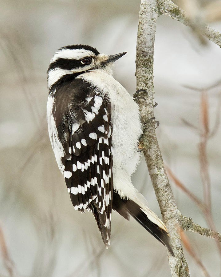Female Downy Woodpecker 2016 Photograph by Michael Peychich