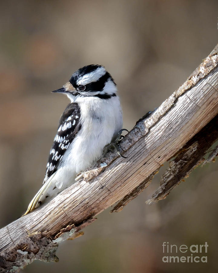 Female Downy Woodpecker Photograph by Amy Porter