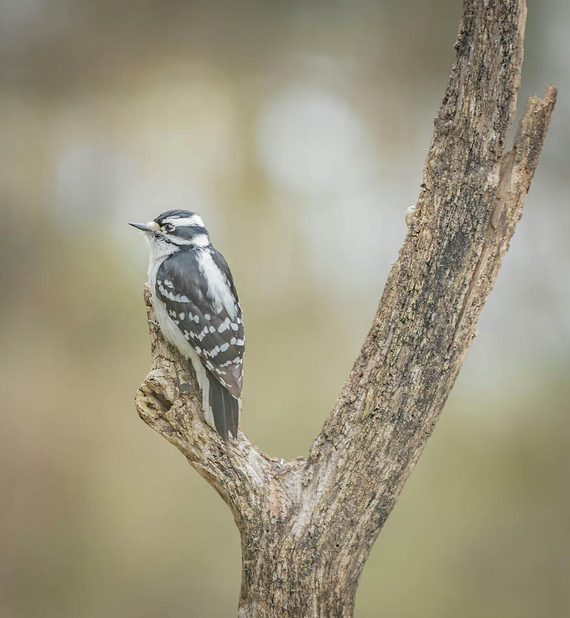 Female Downy Woodpecker Photograph by Bruce Pritchett