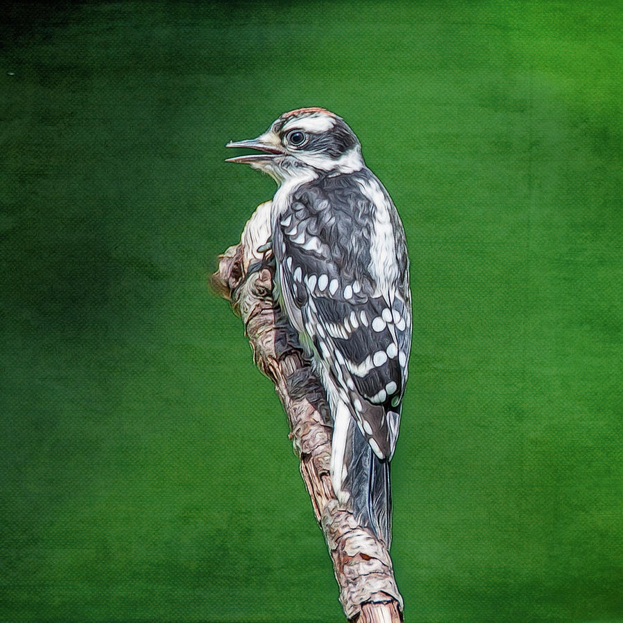 Female Downy Woodpecker Photograph by Cathy Kovarik
