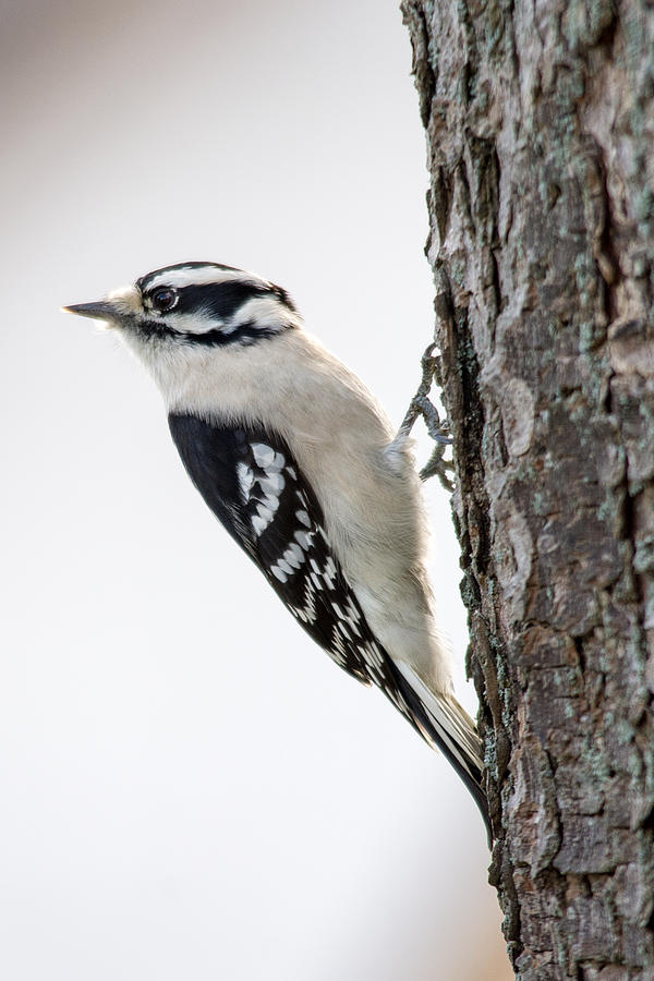 Female Downy Woodpecker Photograph by Deborah Ritch