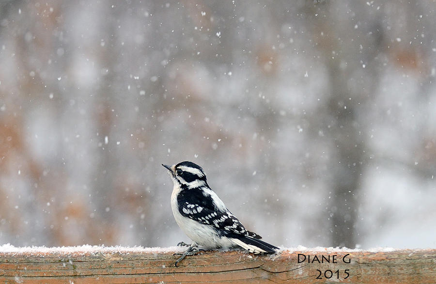 Female Downy Woodpecker Photograph by Diane Giurco