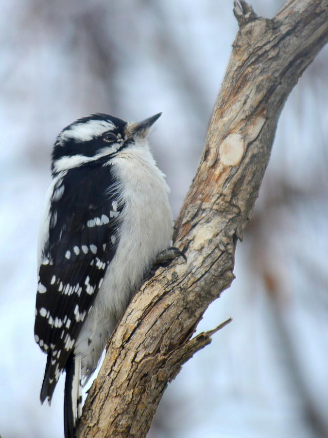 Female Downy Woodpecker Photograph by Ed Mosier | Fine Art America