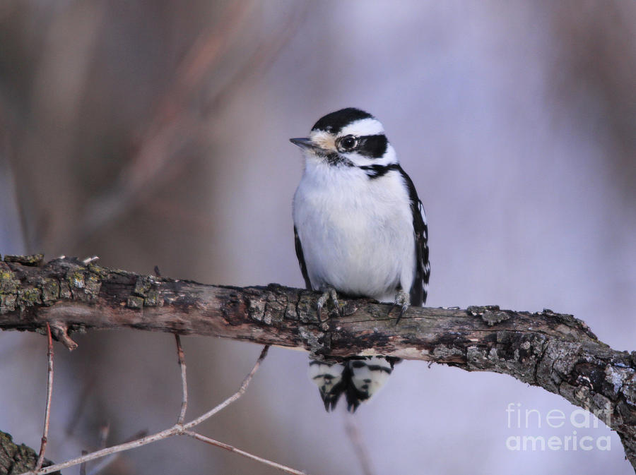 Black And White Photograph - Female Downy Woodpecker Frontview by Cathy Beharriell