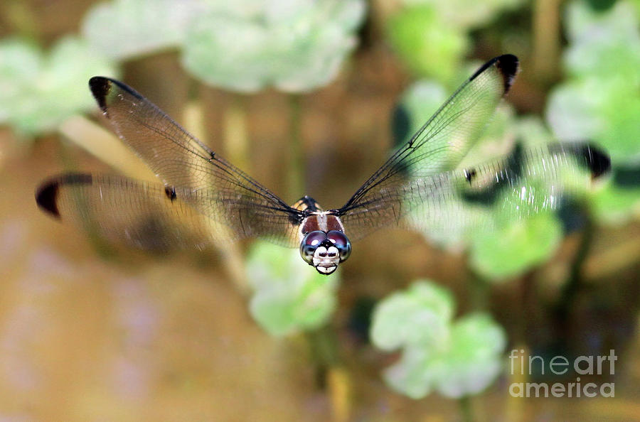Hovering Dragonfly Photograph by Art Cole