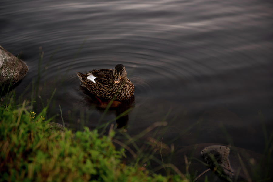 Female Duck Hen Creating Ripples in A Pond At Rancho San Rafael Park in Reno Nevada Photograph by Brian Ball