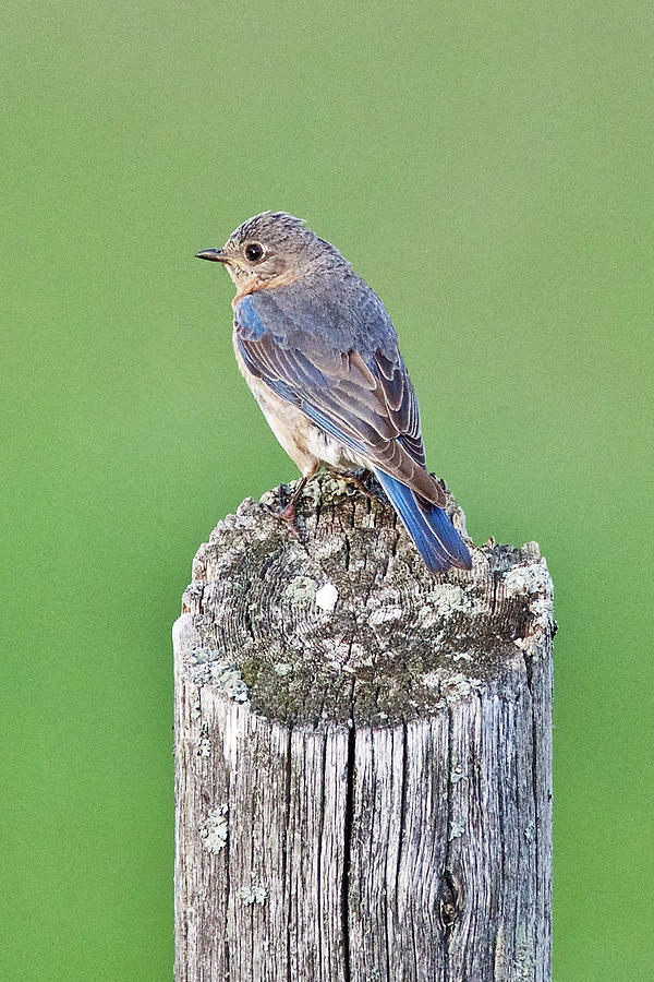 Female Eastern Bluebird 4479 Photograph by Michael Peychich