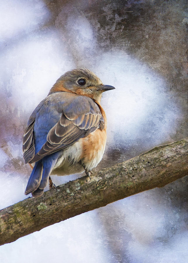 Female Eastern Bluebird Photograph by Bill and Linda Tiepelman