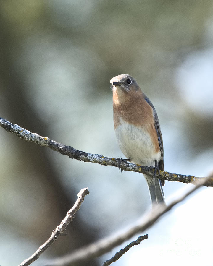 Female Eastern Bluebird Photograph by Jeanette Fiveash