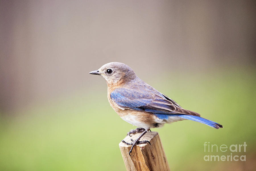 Female Eastern Bluebird Photograph by Scott Pellegrin
