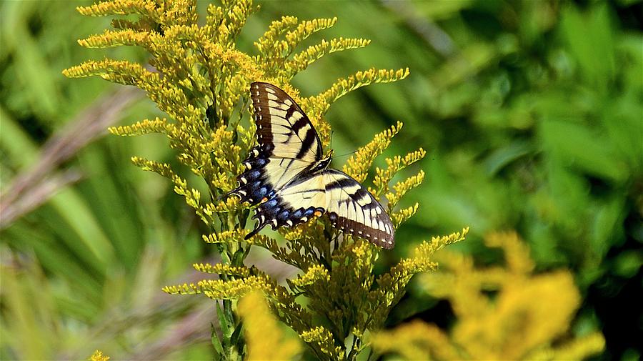 Female Eastern Tiger Swallowtail on Goldenrod Wildflower Photograph by Carol Bradley