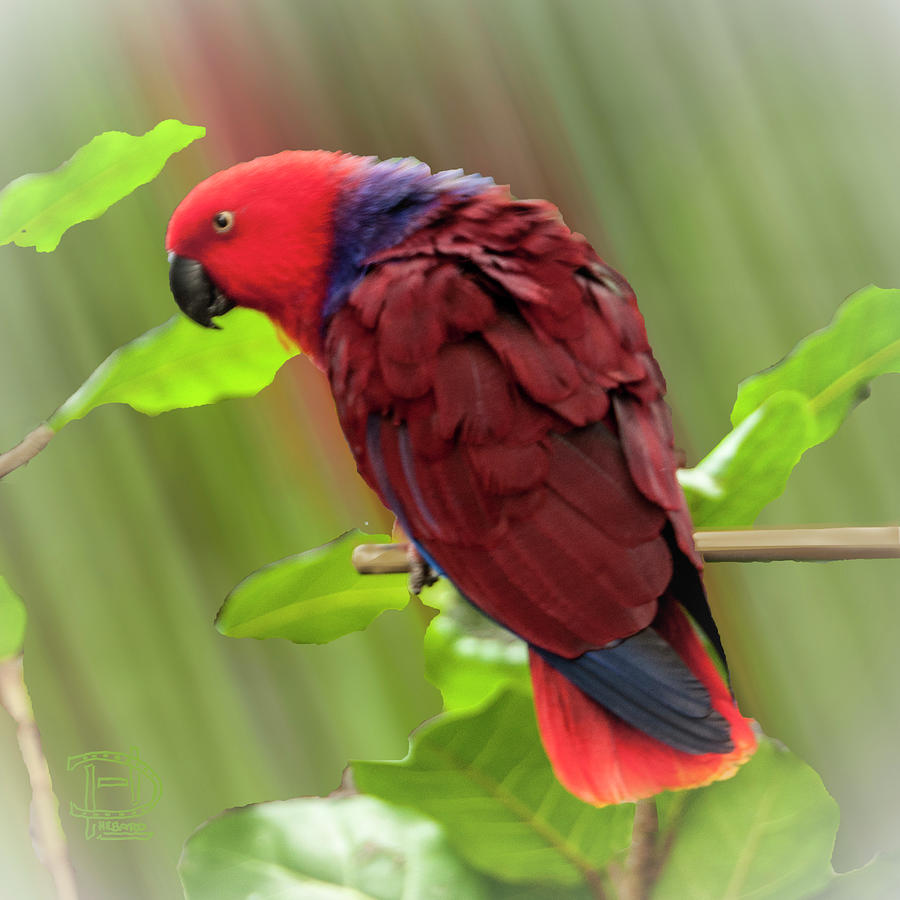 Female Electus Parrot  Photograph by Daniel Hebard