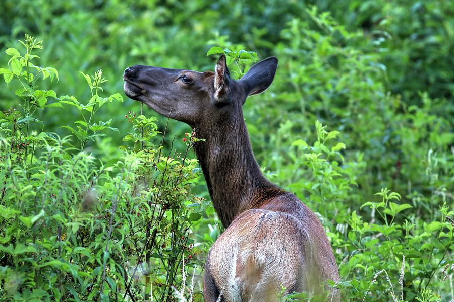 Female Elk In The Great Smoky Mountains National Park Photograph by Carol Montoya