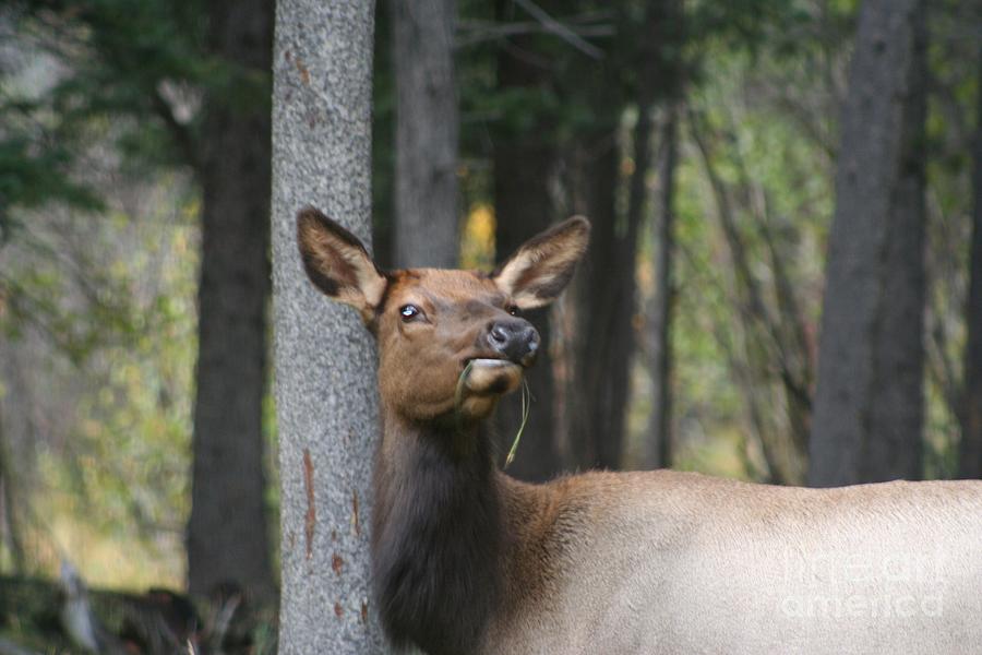 picture of female elk