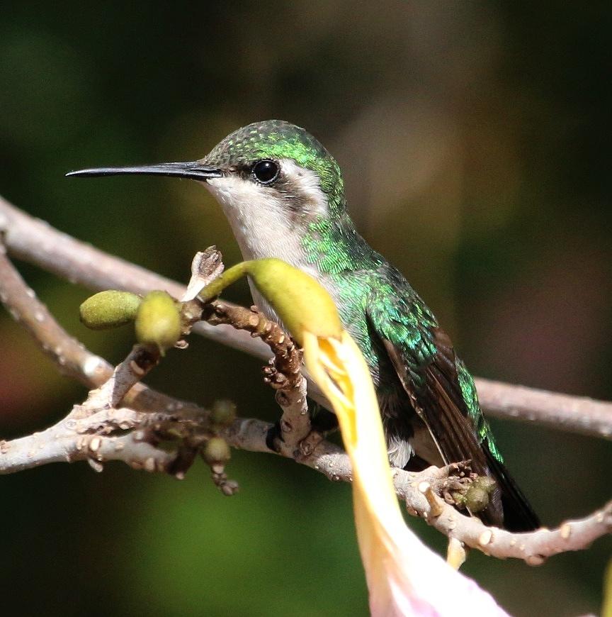 Female Emerald Hummingbird Photograph by Ron Walker - Fine Art America