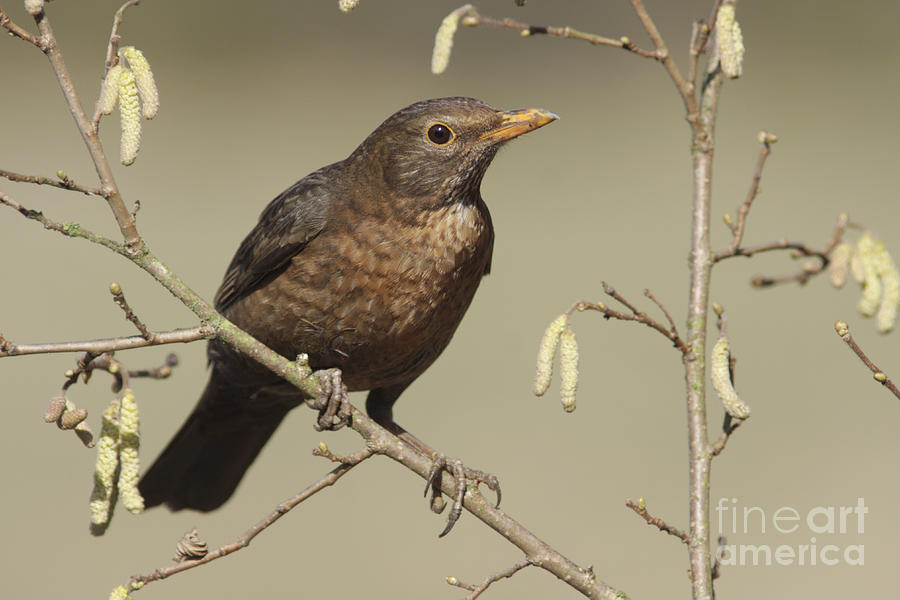 Blackbird Photograph - Female European Blackbird by Paul Miguel/FLPA