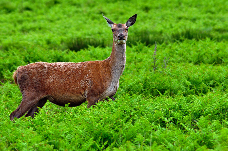 Female Fallow Deer in Bradgate Country Park Photograph by Rod Johnson
