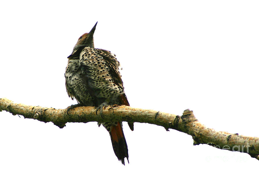 Female Flicker Photograph by Alyce Taylor