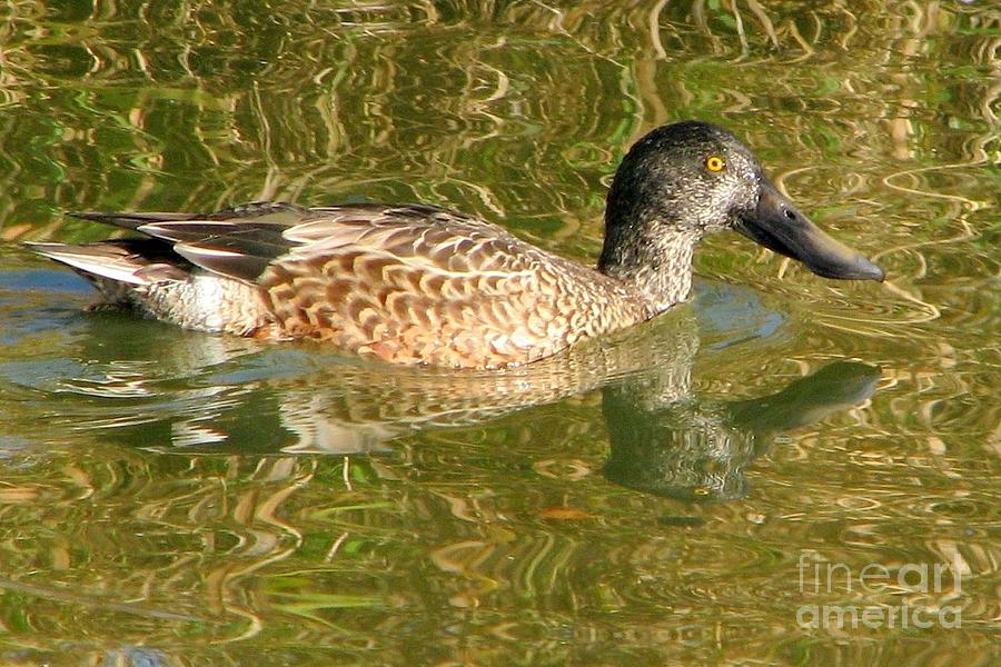 Nature Photograph - Female Gadwall by Frank Townsley