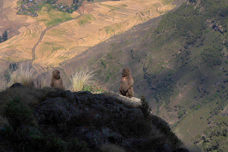 Female Gelada Baboons Photograph by Aidan Moran