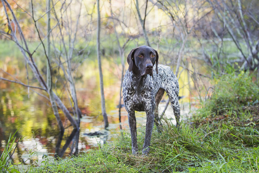 Female German Shorthair Pointer Photograph by Lynn Stone - Fine Art America