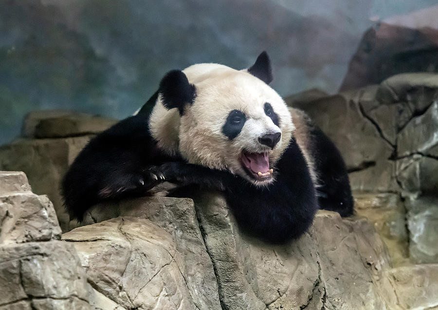 Female Giant Panda Photograph by William Bitman