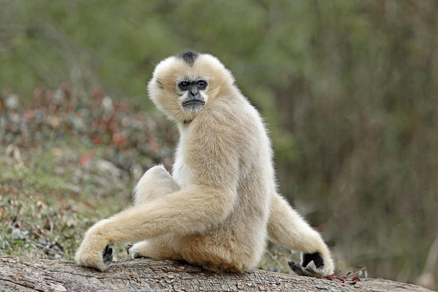 Female Gibbon #2 Photograph by Gina Fitzhugh