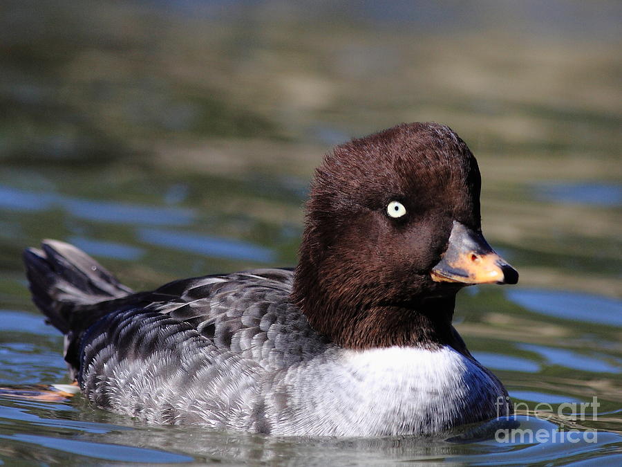 Female Goldeneye Duck . 40D9980 Photograph by Wingsdomain Art and Photography