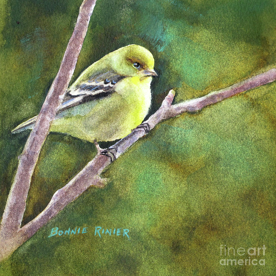 Female Goldfinch Painting by Bonnie Rinier