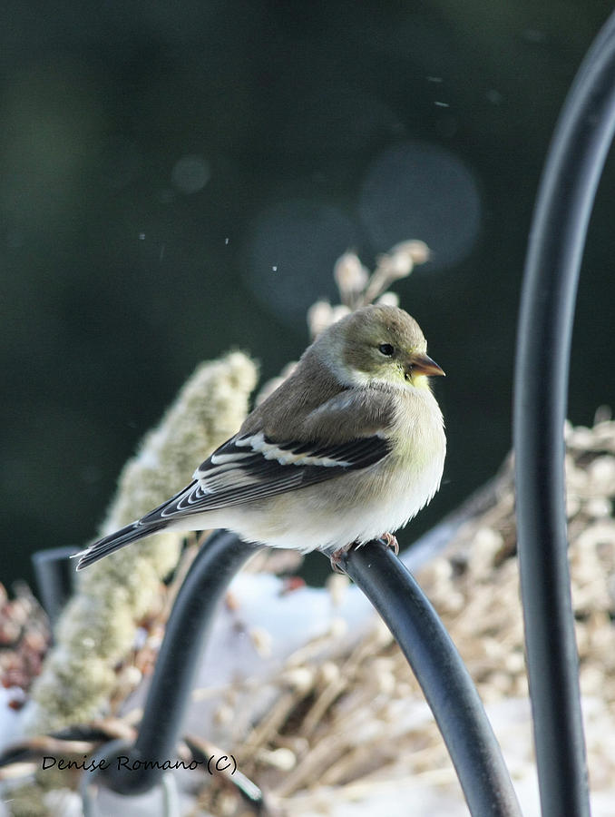 Female Goldfinch Photograph by Denise Romano