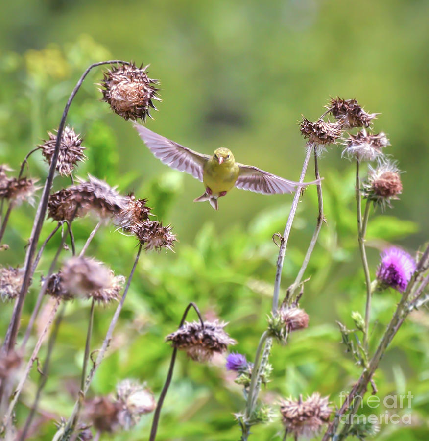 Female Goldfinch Flies Between The Wildflowers Photograph by Kerri Farley