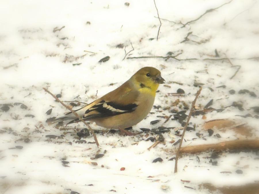 Female Goldfinch in Snow Photograph by Joe Duket