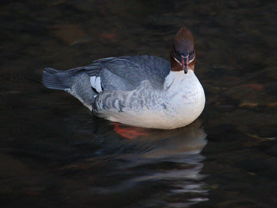 Female Goosander In River Photograph by Adrian Wale