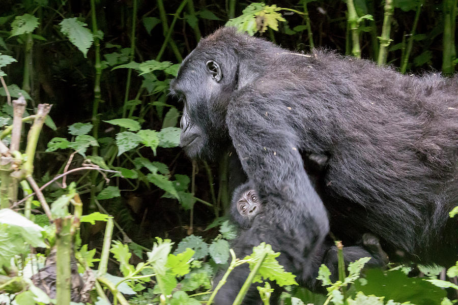 Female gorilla carrying baby, Bwindi Impenetrable Forest Nationa Photograph by Karen Foley