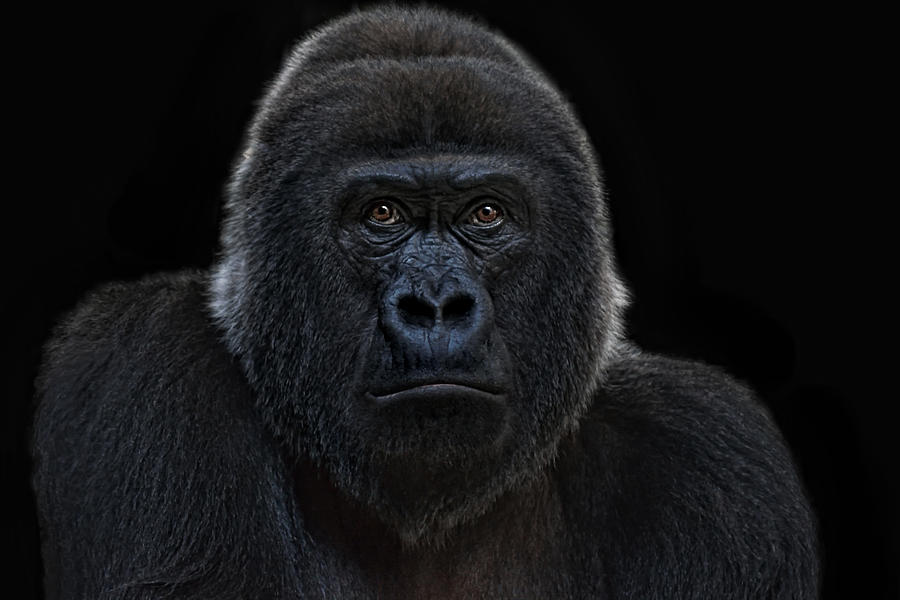 Female Gorilla Photograph by Joachim G Pinkawa