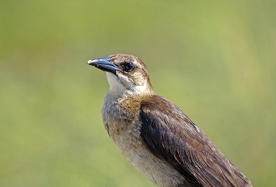Female Grackle Photograph by Kenneth Albin