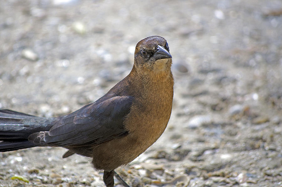 Female Grackle With Attitude Photograph by Kenneth Albin