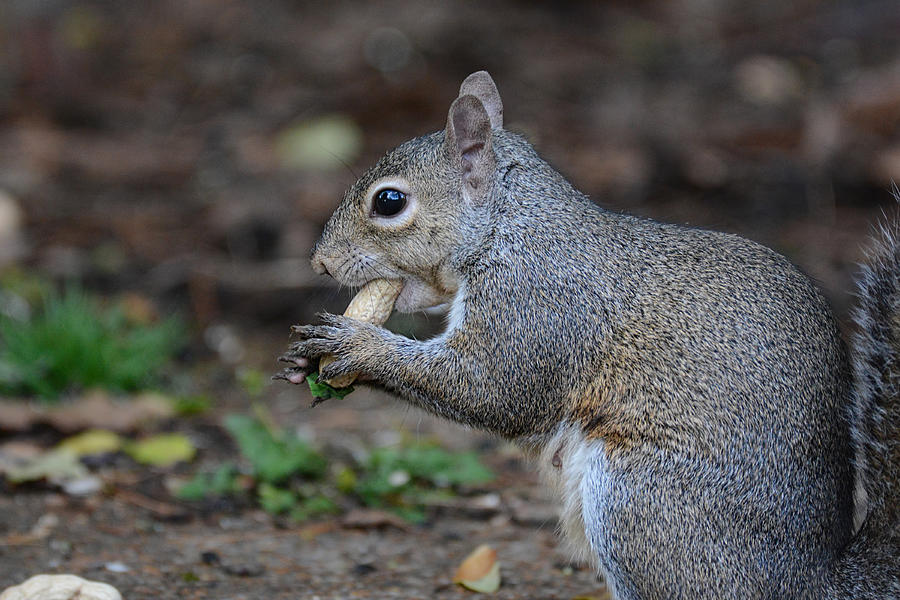 Female Gray Squirrel Eating A Peanut 061120155801 Photograph