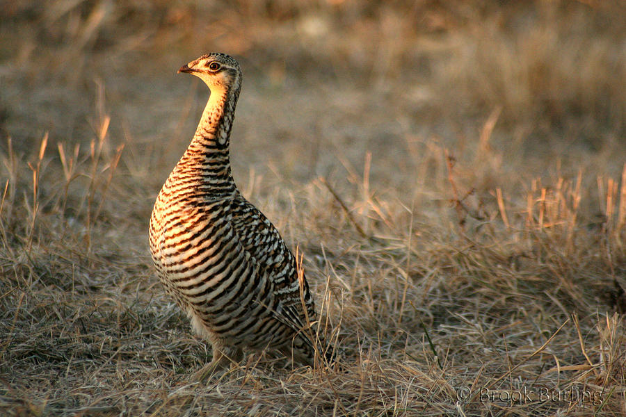 Female Greater Prairie Chicken Photograph by Brook Burling